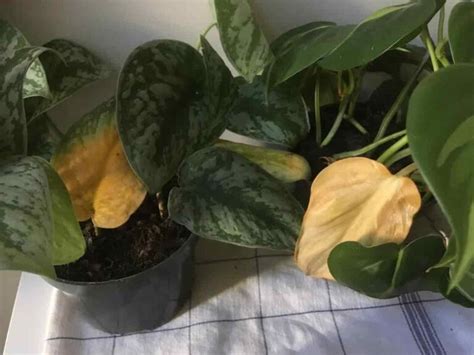 philodendron problems|12 Causes of a Philodendron's Yellow Leaves.